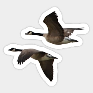 Canada Geese Pair in Flight Sticker